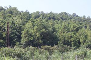 TKV đổi mới công nghệ trồng rừng phủ xanh bãi thải