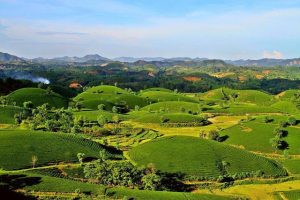 Phù Ninh – Phú Thọ: Trồng cây xanh xây dựng nông thôn sạch đẹp